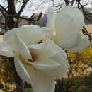 하얀날개 이미지