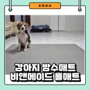 샌드 앤 롤 | 방수도 되는 강아지 미끄럼방지 비앤메이드 pvc 롤 매트 셀프시공 후기