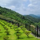 무궁화공원 이미지