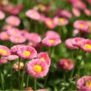 동산플라워 - 성남시 중원구 원터로93번길 2 | 동산플라워