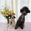 도그보니타 이미지