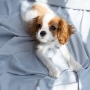 고덕 동물의료센터 이미지