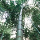 대나무 이미지