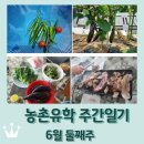 득량면사무소 | 보성 농촌유학 주간일기 6월 둘째주 / 벌교 / 순천 / 패디큐어 / 뚝딱 간식만들기 무지개텃밭