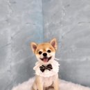 조이댕댕 이미지