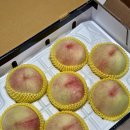 홍박 | [리뷰] 미당농원 홍박도 복켓팅 성공-🍑 내돈내산 솔직후기