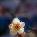 매화다리길 이미지