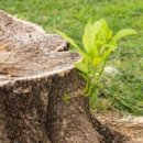 그루터기 이미지