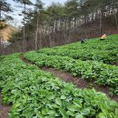 청정2농장 이미지