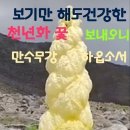 만수무강 Daum카페