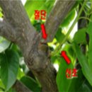 순창 자연 양돈 | 주간농사정보 2021.10.4~10.10 농촌진흥청