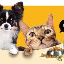 멍이냥이 이미지