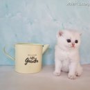ANGELINUS CATTERY 네이버블로그