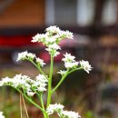 얼레지펜션 이미지