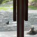 녹천 목장 이미지