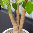 해피트리 이미지