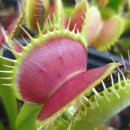 B52(비오이) 이미지