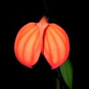 그래도 꽃 이미지