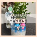 반려식물 원예화분 공예 | [꿈의정원] 집에서 즐기는 힐링 원예체험키트, 테이블야자 수경재배식물