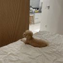 멍밸리 | [애견동반겨울여행]가평 멍밸리 두번째 방문후기, 더 스테이 힐링파크 둘러 본 솔직 후기