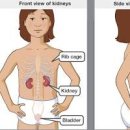 콩팥이 안 좋으면? 신장이 안 좋을 때 이상 7가지 및 콩팥신장 위치 이미지