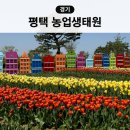 노랑나비 | 평택 가볼만한곳 평택시농업생태원 튤립 주차 피크닉 돗자리 강아지