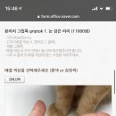 고양이 그립톡 살 말... 이미지