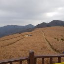 무장산(경주국립공원 토함산지구) 억새밭 탐방... 이미지