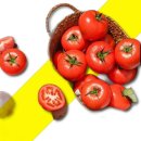 토마토 이미지