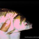 배다리낚시터 이미지