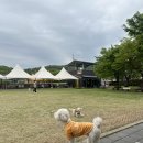 대형애견 이미지