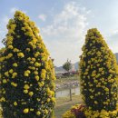 가고파플라워 | 2025년 마산 가고파 국화축제 실시간 방문후기 주말 전 개화상황