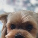 강아지 마법사 골드맘 이미지