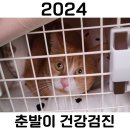 진접동물병원 | [진접 공감365 동물병원] 고양이 건강검진 / 춘발이 건강검진 기록 (2024년7월28일)