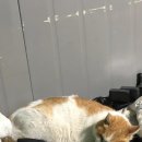 내촌불곱창 이미지