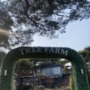 자연팜 | 대구 팔공산 분위기 좋은 자연 속 카페 트리팜 방문 후기