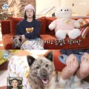 복돌이네 | 박나래 55억 집, 진짜 주인은 ‘복돌이’? 새 가족 들이더니 일상이 달라졌다