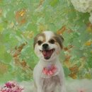 설 grooming 이미지