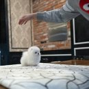 화이트 켄넬 이미지