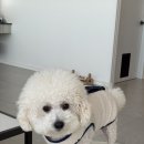 자주오개 까까보개 | 자주오개 강아지미용🐶