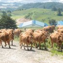 초지한우 이미지