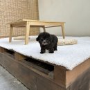 퍼피포피 이미지