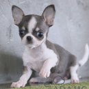 송현동 강아지 이미지