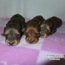 리코리아몰 이미지