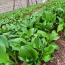 영하농장 이미지