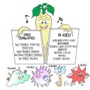 관음사 목조관음보살좌상 | ‘오케스트라 지휘자’ 사포닌의 조화로운 약리 작용