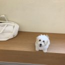 댕린이 보호구역 이미지