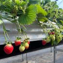 드림농장 | [32개월 🍓] 남양주 더드림딸기농장 :: 예약/준비물 꿀팁 + 옆 닭갈비맛집까지 예약해두기