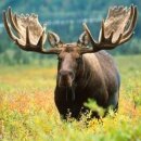 엘크사슴 이미지