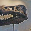 덕소자연사박물관 이미지